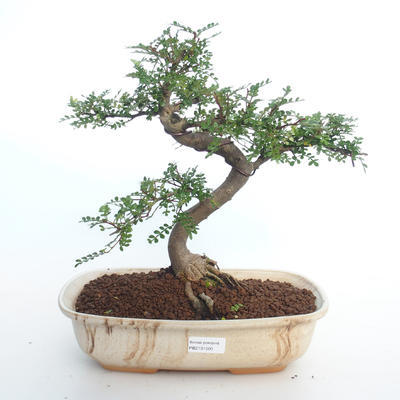 Kryty bonsai - Zantoxylum piperitum - Drzewo papryki PB2191500 - 1