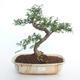 Kryty bonsai - Zantoxylum piperitum - Drzewo papryki PB2191500 - 1/4