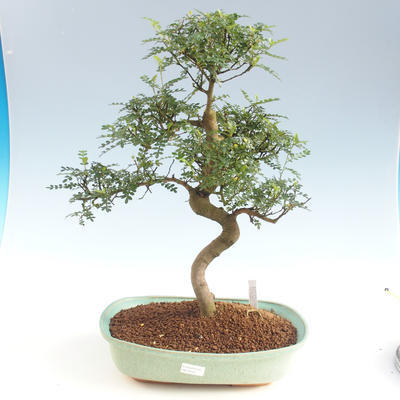Kryty bonsai - Zantoxylum piperitum - Drzewo pieprzowe PB2191501 - 1