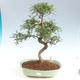 Kryty bonsai - Zantoxylum piperitum - Drzewo pieprzowe PB2191501 - 1/4