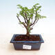 Kryty bonsai - Zantoxylum piperitum - Mięta pieprzowa - 1/4
