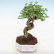 Kryty bonsai -Ligustrum chinensis - dziób ptaka - 1/3