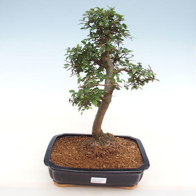 Kryty bonsai - Ulmus parvifolia - Wiąz drobnolistny - 1