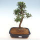 Kryty bonsai - Ulmus parvifolia - Wiąz drobnolistny - 1/3