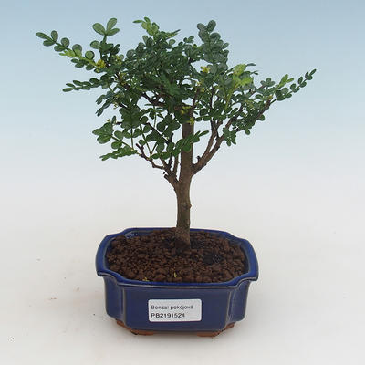 Kryty bonsai - Zantoxylum piperitum - drzewo pieprzowe PB2191524 - 1