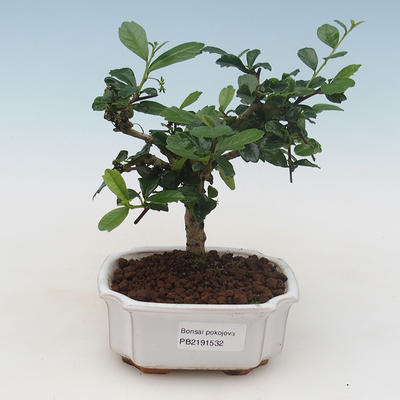 Kryty bonsai - Carmona macrophylla - Tea fuki PB2191532 - 1