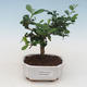 Kryty bonsai - Carmona macrophylla - Tea fuki PB2191532 - 1/5