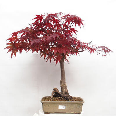 Bonsai zewnętrzne - Acer palmatum Atropurpureum - Klon palmowy czerwony - 1