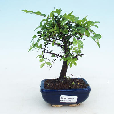 Bonsai do wnętrz - Ulmus parvifolia - Wiąz drobnolistny - 1
