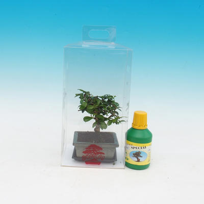 bonsai pokoju w pudełku, Carmona macrophylla - herbata Fuki