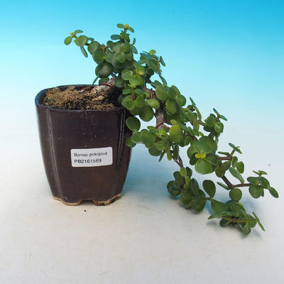 Pokój bonsai - Portulakaria Afra - Tlustice - 1