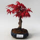 Outdoor bonsai - Klon palmatum DESHOJO - Klon japoński - 1/5
