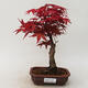 Outdoor bonsai - Klon palmatum DESHOJO - Klon japoński - 1/5
