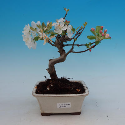 Outdoor bonsai - Malus Halliana - owocach jabłoni - 1