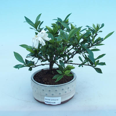 Kryty bonsai - Gardenia jasminoides-Gardenia - 1