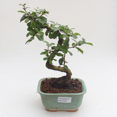 Kryty bonsai - Carmona macrophylla - Tea fuki PB2191597 - 1