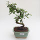 Kryty bonsai - Carmona macrophylla - Tea fuki PB2191597 - 1/5