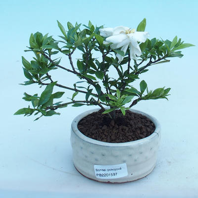 Kryty bonsai - Gardenia jasminoides-Gardenia - 1