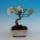 Outdoor bonsai - Malus Halliana - owocach jabłoni - 1/4