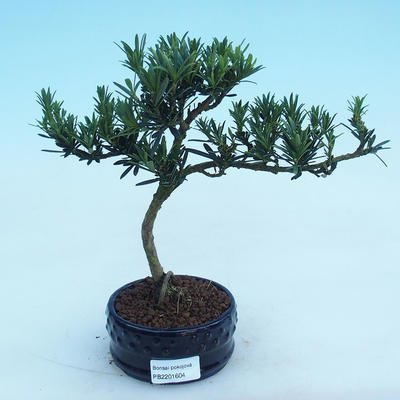 Kryty bonsai - Podocarpus - Kamień tys - 1