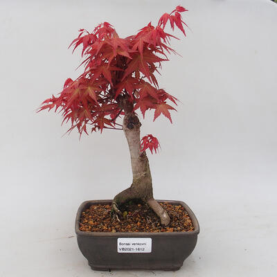 Outdoor bonsai - Klon palmatum DESHOJO - Klon japoński - 1