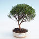 Kryty bonsai - Syzygium - Ziele angielskie - 1/3