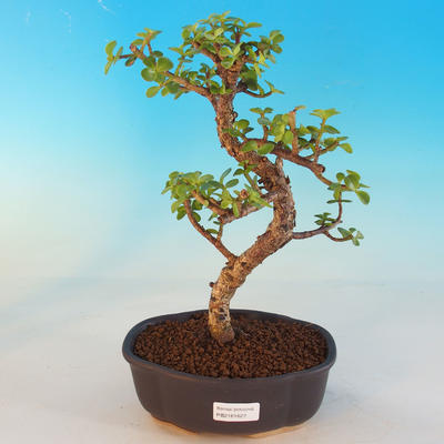 Pokój bonsai - Portulakaria Afra - Tlustice - 1