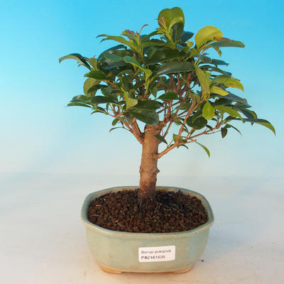 bonsai pokoju - Australian cherry - Eugenia uniflora - 1