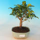 bonsai pokoju - Australian cherry - Eugenia uniflora - 1/3