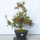 Outdoor bonsai - głóg - Crataegus cuneata - 1/6