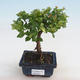 Kryty bonsai - Sagerécie thea - Sagerécie thea - 1/4