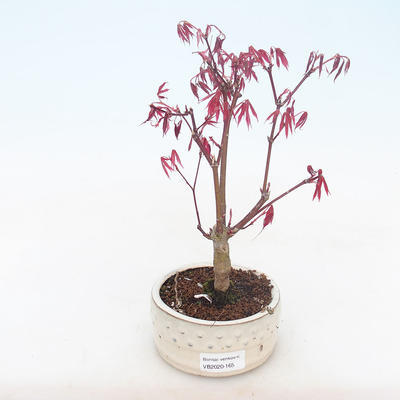 Outdoor bonsai - dłoń Acer. Atropurpureum-klon japoński czerwony - 1