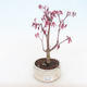 Outdoor bonsai - dłoń Acer. Atropurpureum-klon japoński czerwony - 1/2