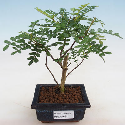 Kryty bonsai - Zantoxylum piperitum - ziarno pieprzu - 1