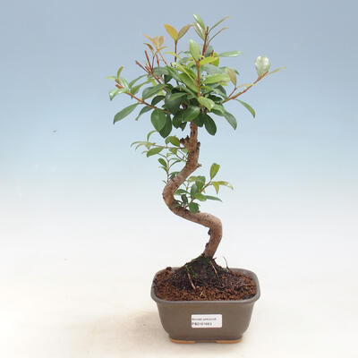 Indoor Bonsai - Australian Cherry - Eugenia uniflora