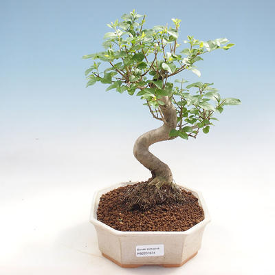 Kryty bonsai -Ligustrum chinensis - dziób ptaka - 1