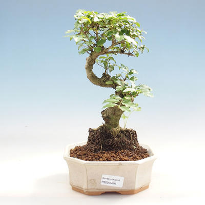 Kryty bonsai -Ligustrum chinensis - dziób ptaka - 1