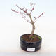 Outdoor bonsai - Klon palmatum DESHOJO - Klon japoński - 1/3