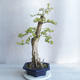 Kryty bonsai - Duranta erecta aurea - 1/4