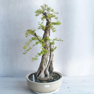 Kryty bonsai - Duranta erecta aurea - 1