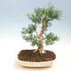 Kryty bonsai - Buxus harlandii - Bukszpan korkowy - 1/2
