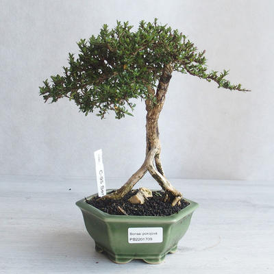 Kryte bonsai - Serissa japonica - drobnolistna - 1