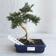 Kryte bonsai - Serissa japonica - drobnolistna - 1/6