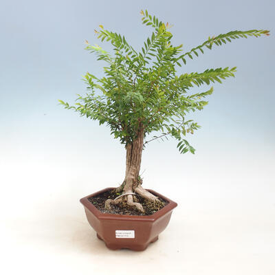 Kryty bonsai -Phyllanthus Niruri- Smuteň