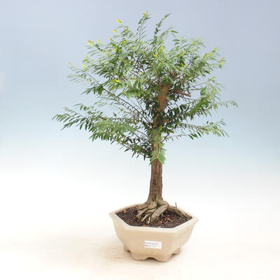 Kryty bonsai -Phyllanthus Niruri- Smuteň