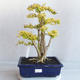 Kryty bonsai -Ligustrum Aurea - dziób ptaka - 1/6