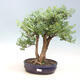 Kryty bonsai -Phyllanthus Niruri- Smuteň - 1/2