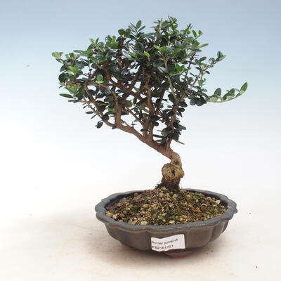 Bonsai do wnętrz - Olea europaea sylvestris - europejska oliwa drobnolistna - 1
