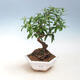 Pokój bonsai-PUNICA granatum nana-granat - 1/4