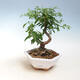 Pokój bonsai-PUNICA granatum nana-granat - 1/4
